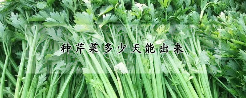 種芹菜多少天能出來