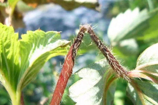 草莓斷頭病是什么原因引起的