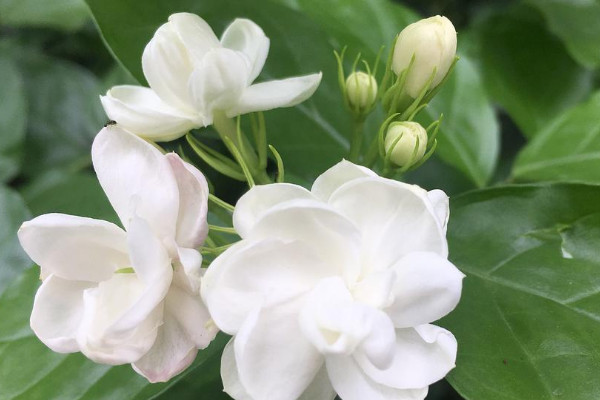 家里養茉莉風水好嗎 茉莉在家里養有什么講究