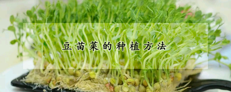 豆苗菜的種植方法