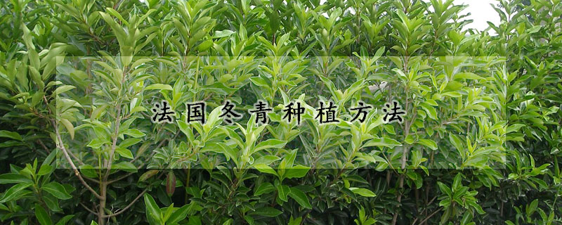 法國冬青種植方法