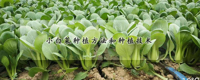 小白菜種植方法和種植技術(shù)