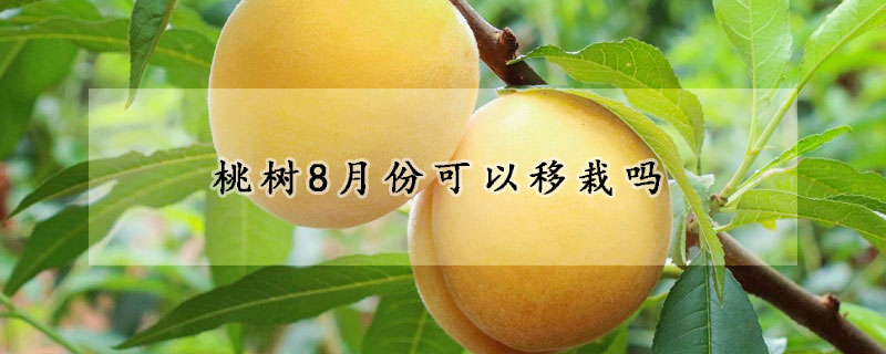 桃樹8月份可以移栽嗎