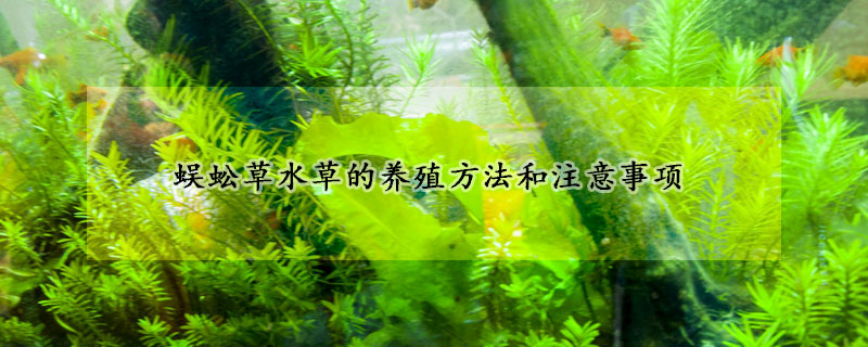 蜈蚣草水草的養(yǎng)殖方法和注意事項(xiàng)