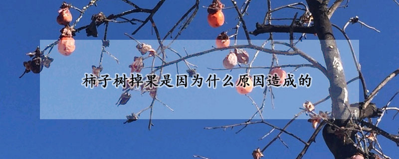 柿子樹掉果是因為什么原因造成的