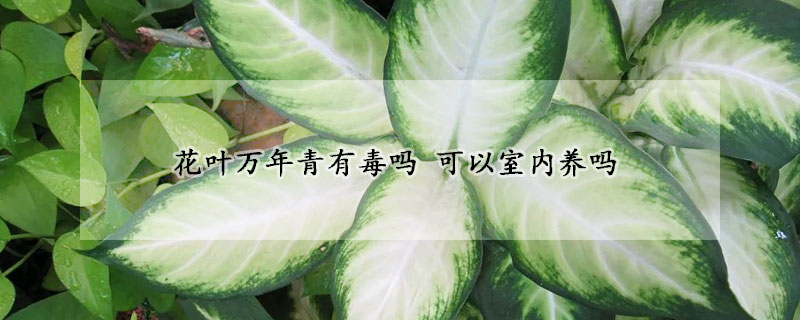 花葉萬年青有毒嗎 可以室內(nèi)養(yǎng)嗎