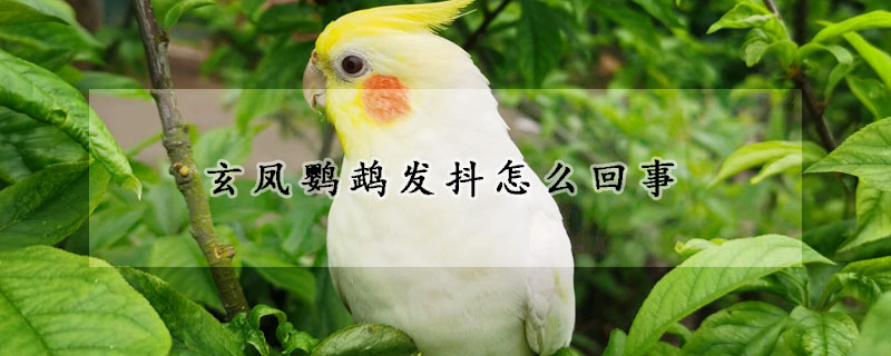 玄鳳鸚鵡發(fā)抖怎么回事