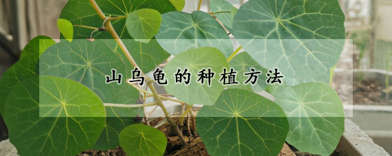 山烏龜?shù)姆N植方法