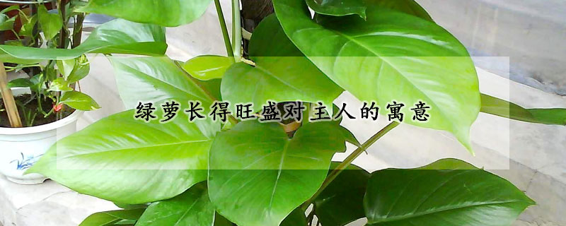 綠蘿長(zhǎng)得旺盛對(duì)主人的寓意