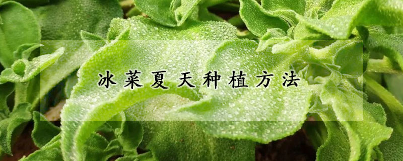 冰菜夏天種植方法