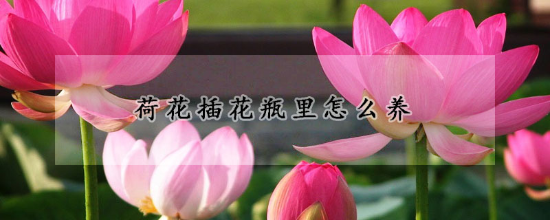 荷花插花瓶里怎么養(yǎng)