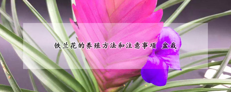 鐵蘭花的養(yǎng)殖方法和注意事項 盆栽