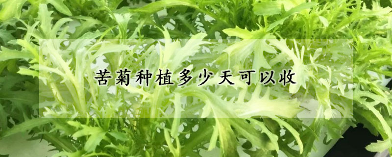 苦菊種植多少天可以收