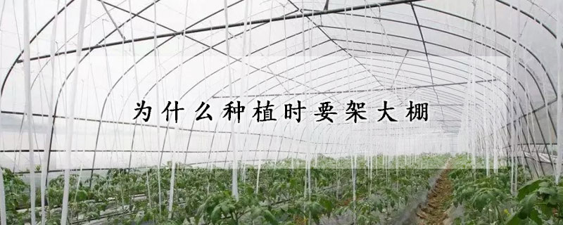 為什么種植時(shí)要架大棚