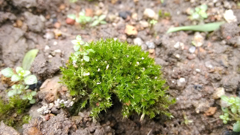 苔蘚長什么樣子