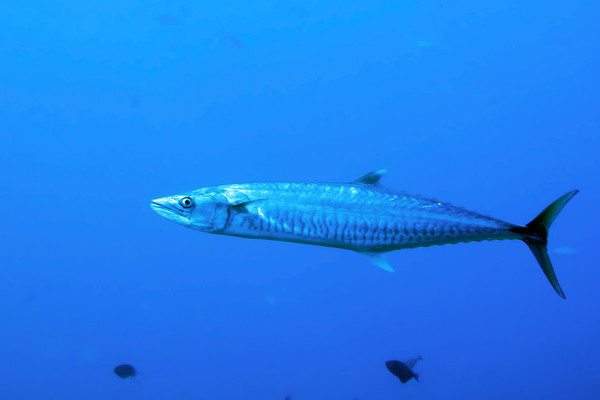 魚類算海鮮嗎