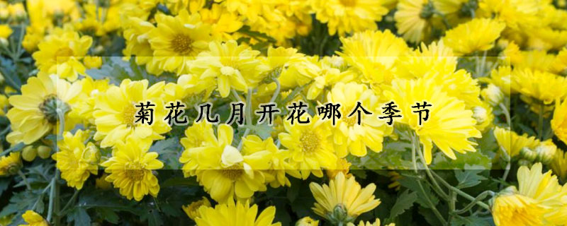 菊花幾月開花哪個季節