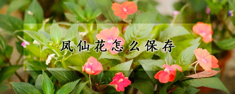 鳳仙花怎么保存