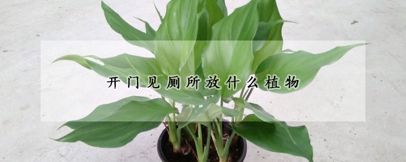 開門見廁所放什么植物