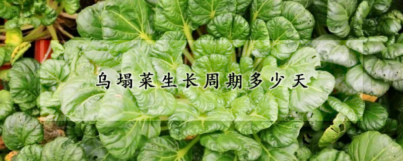 烏塌菜生長周期多少天