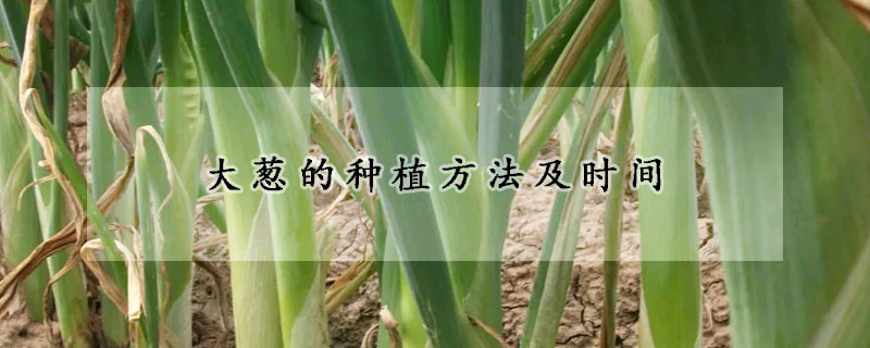 大蔥的種植方法及時(shí)間