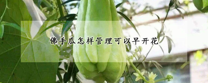 佛手瓜怎樣管理可以早開(kāi)花