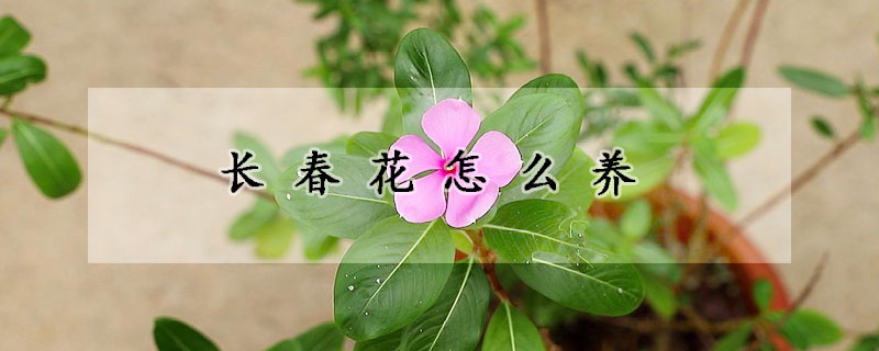 長春花怎么養