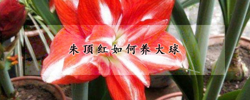 朱頂紅如何養(yǎng)大球