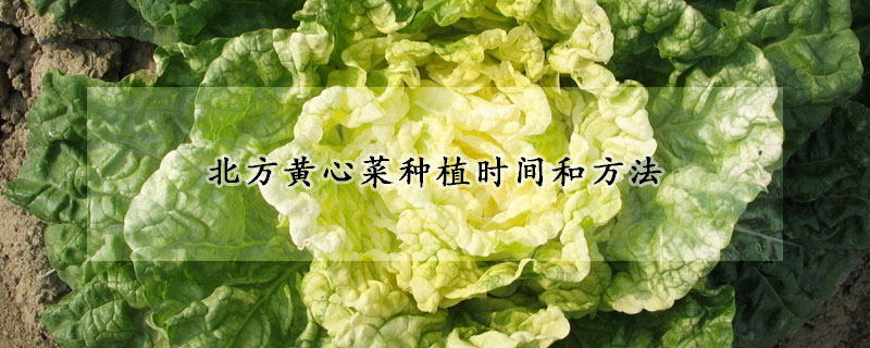 北方黃心菜種植時間和方法