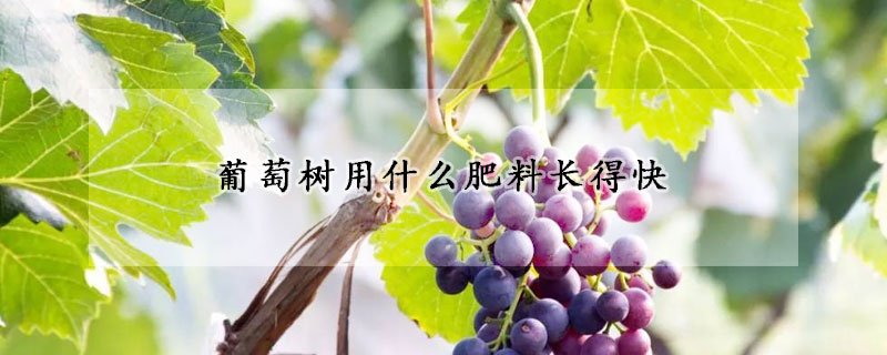 葡萄樹用什么肥料長得快