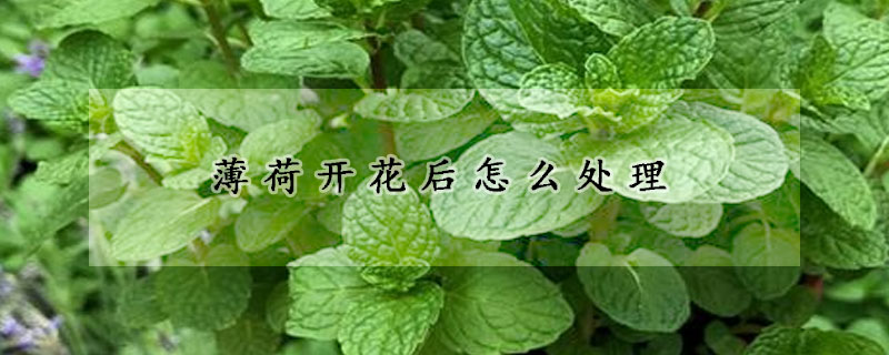 薄荷開花后怎么處理