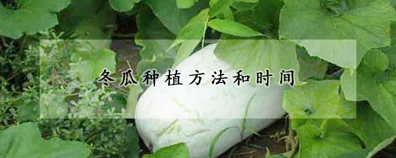 冬瓜種植方法和時(shí)間