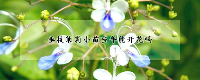 垂枝茉莉小苗當年能開花嗎