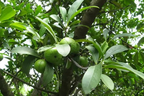 山竹是什么植物