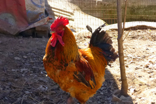 為什么公雞會打鳴