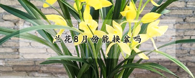 蘭花8月份能換盆嗎