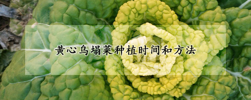 黃心烏塌菜種植時間和方法