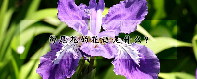 鳶尾花的花語(yǔ)是什么?