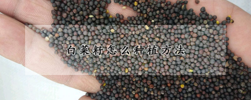 白菜籽怎么種植方法