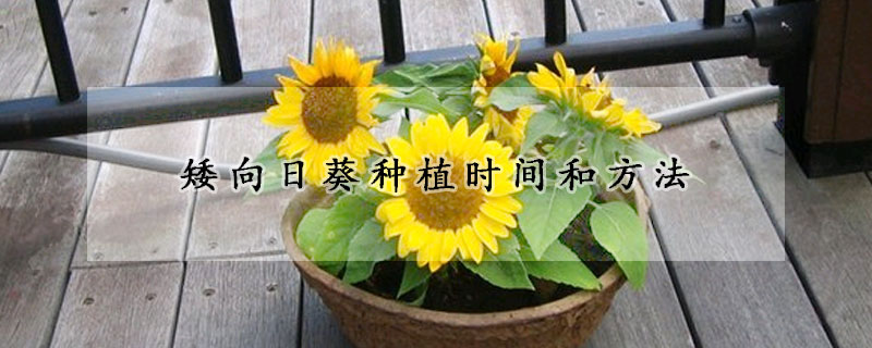 矮向日葵種植時間和方法