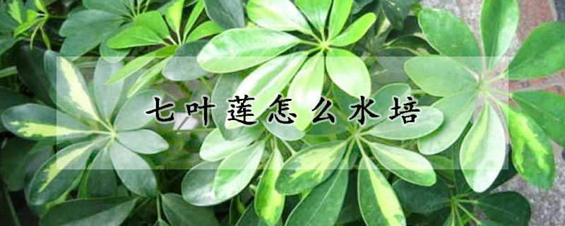 七葉蓮怎么水培