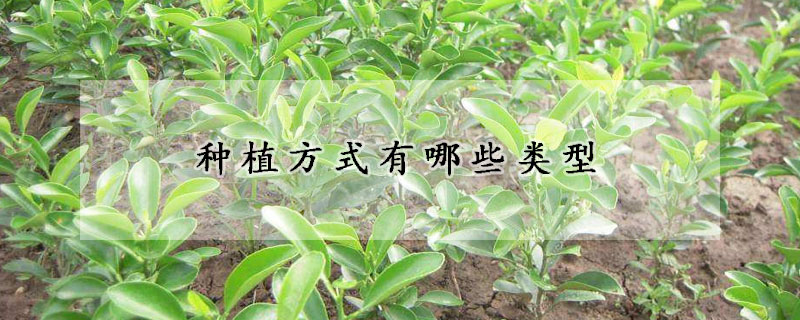 種植方式有哪些類型