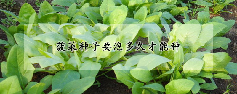 菠菜種子要泡多久才能種