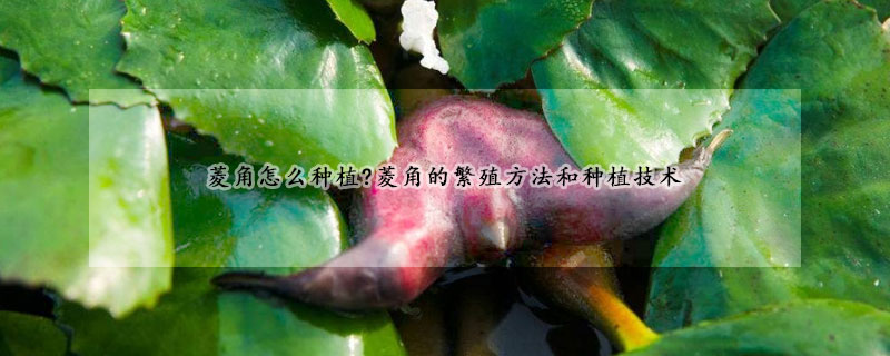 菱角怎么種植?菱角的繁殖方法和種植技術