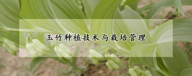 玉竹種植技術與栽培管理