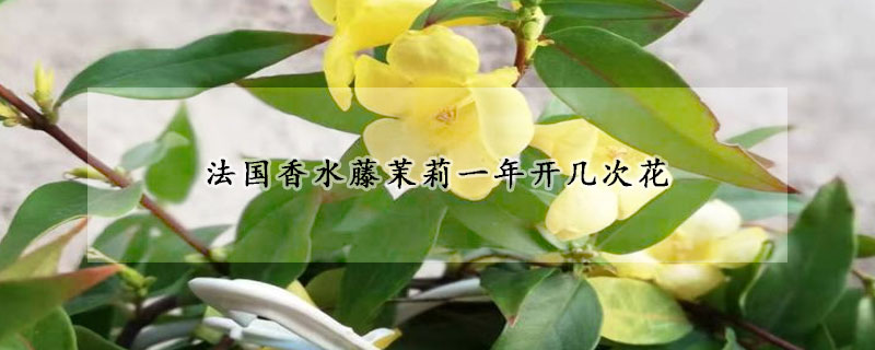 法國(guó)香水藤茉莉一年開幾次花