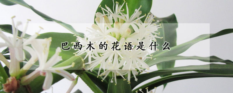 巴西木的花語(yǔ)是什么