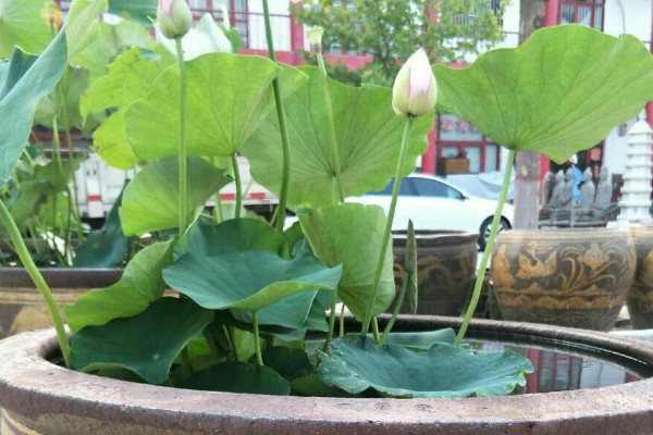 水缸種植荷花教程