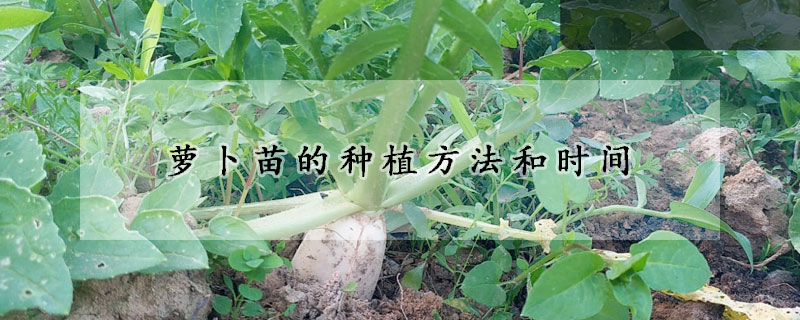 蘿卜苗的種植方法和時間