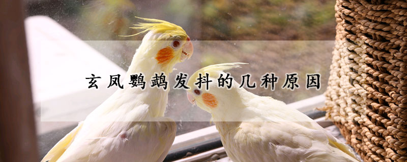 玄鳳鸚鵡發(fā)抖的幾種原因